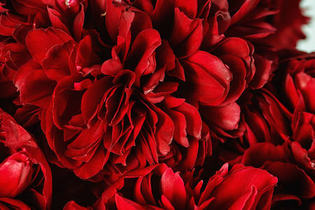 Flor de peonía roja