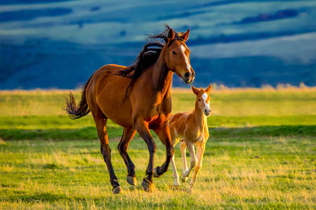 Άλογο και πουλάρι