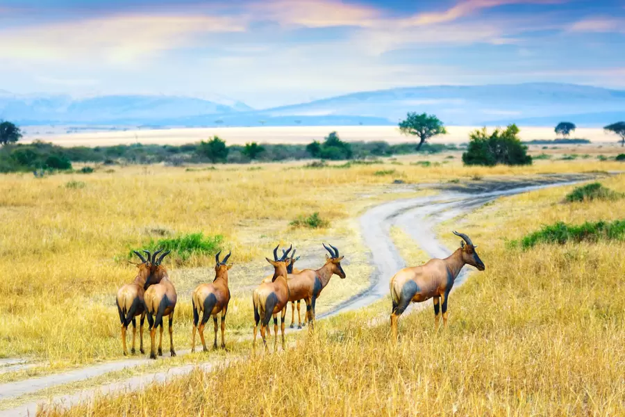 Marsh Antelope