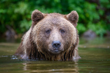 Καφέ αρκούδα στο νερό