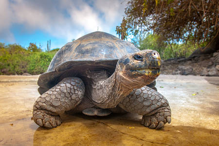 Tortuga galápagos