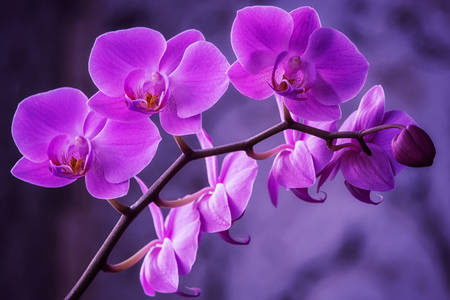 Flor de orquidea