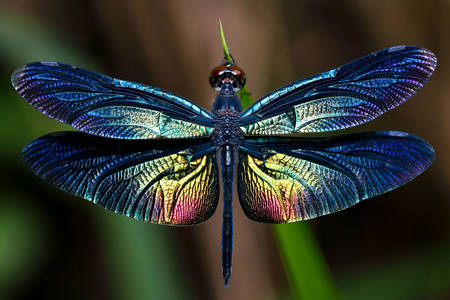 Vážka s farebnými krídlami