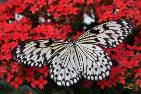 Borboleta