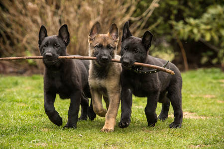 Cachorros de pastor aleman
