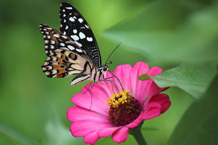 Motyl na różowym kwiecie