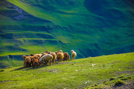 Rebaño de ovejas en las montañas