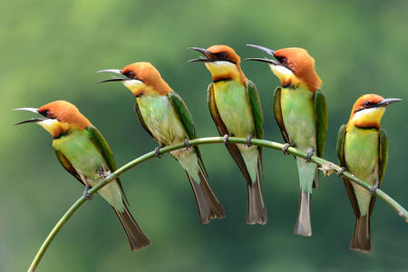 Pájaros en una rama