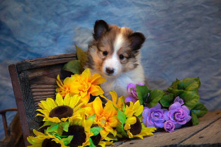Cachorro sheltie y flores