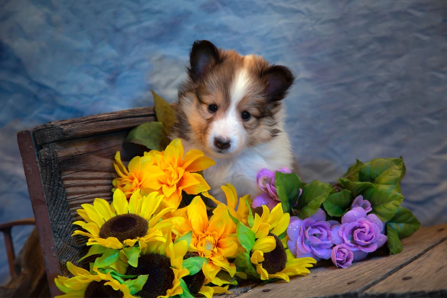 Anak anjing Sheltie dan bunga