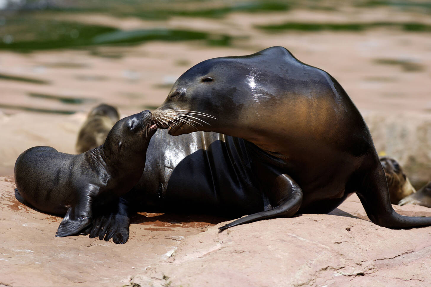 Sea Lion cute