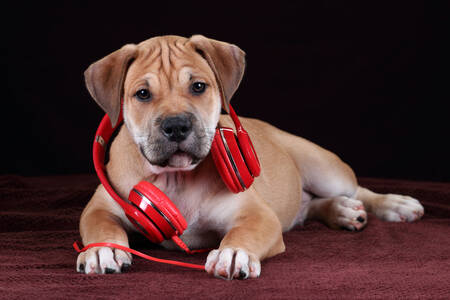 Ca-de-bo puppy met koptelefoon