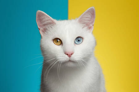Gatto bianco con occhi diversi