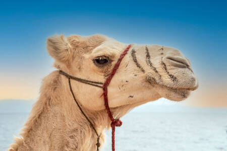 Портрет на камила