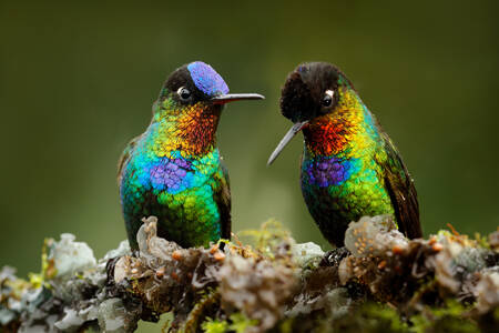 Duhové kolibříky