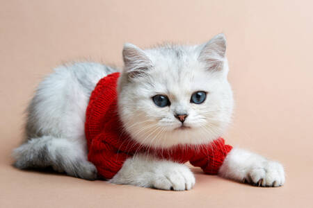 Kırmızı kazaklı kedi yavrusu