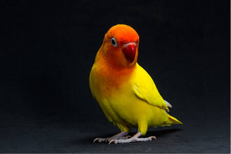 Yellow lovebird