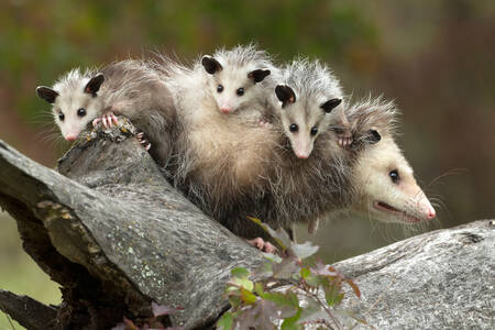Virginia opossum with cubs
