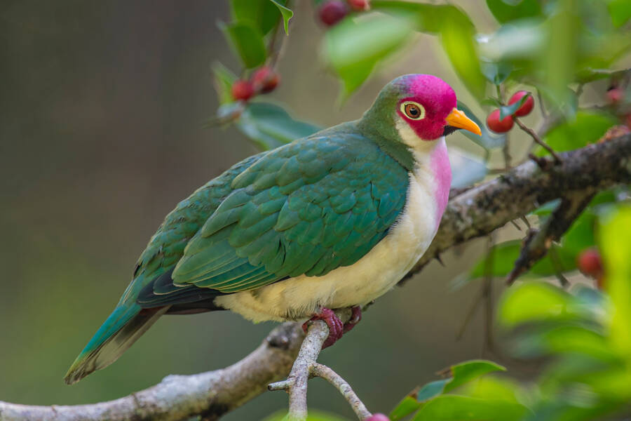 Radio Fiesta en Vivo 104.9 MHz FM, San Salvador, El Salvador Online
