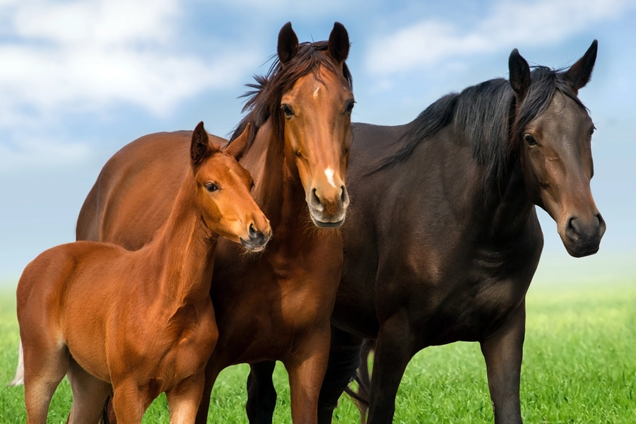 Horse family