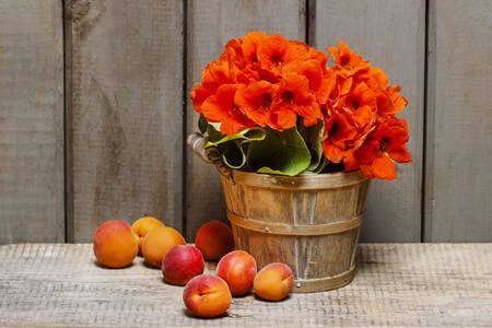 Nasturtium flowers and apricots