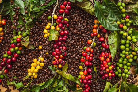 Coffee berries and beans