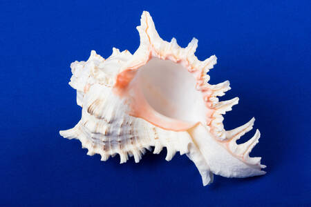 Seashell on a blue background