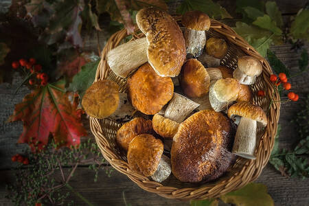 Porcini mushrooms in a basket