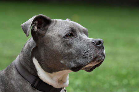 American Pit Bull Terrier