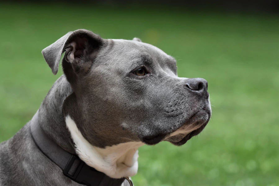 Americký pitbulteriér