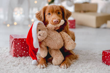 Retriever dengan boneka beruang