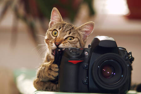 Cat with a camera