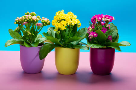 Fleurs dans des pots colorés