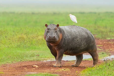 Hippopotamus with a heron on its back