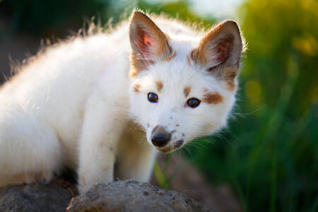 Cachorro de zorro blanco y rojo