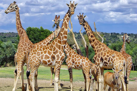 Un troupeau de girafes