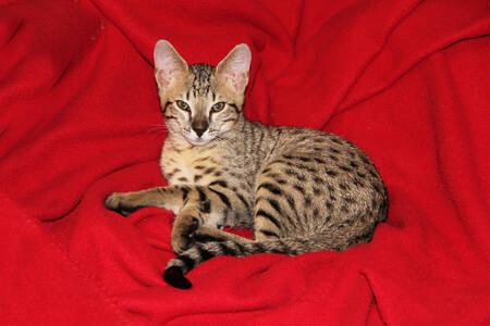 Cat on a red blanket