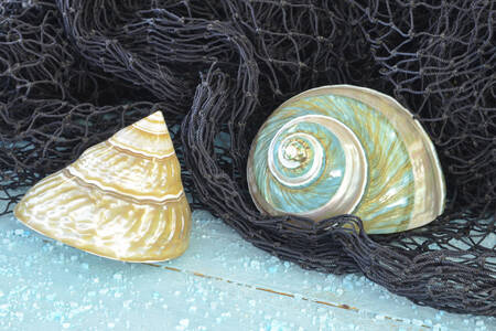 Мидиени черупки върху рибарска мрежа