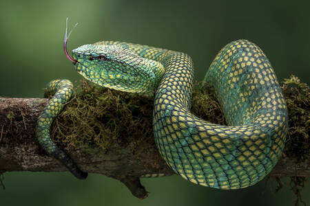 Green pit viper