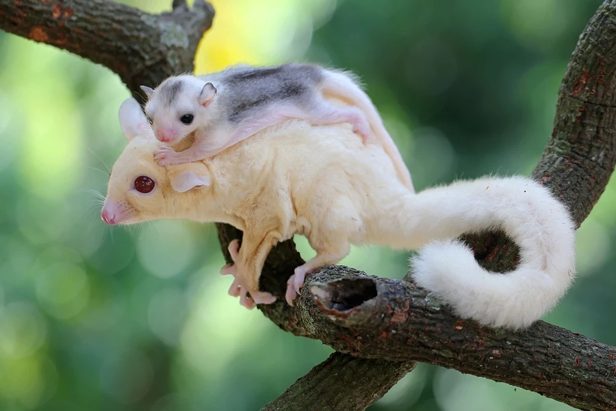Hun-sugarglider med en unge
