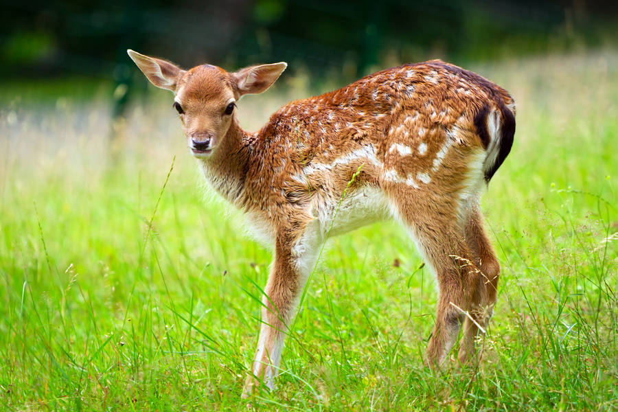 Radio Mix Listen Live 90.5 MHz FM, Sarajevo, Bosnia and Herzegovina Online Radio Box