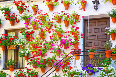 Cordoba'da çiçekli bir evin cephesi