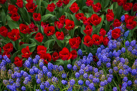 Tulpen und Hyazinthen