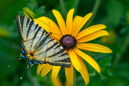 Πεταλούδα στο κίτρινο λουλούδι