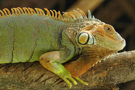 Iguana