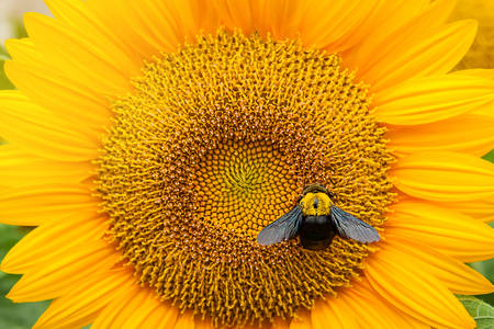 Бджола на соняшнику