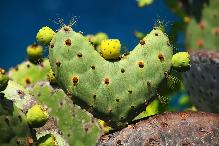 Prickly pear