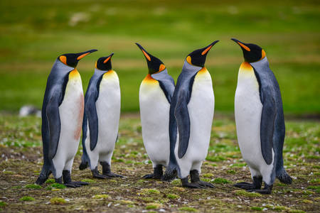 Kral penguenler