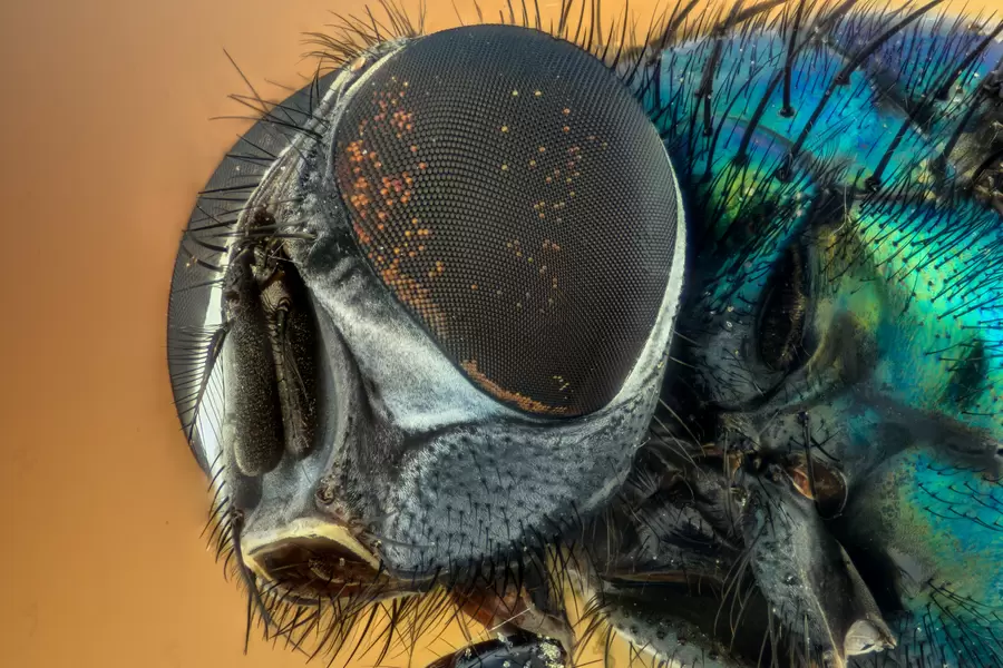 Mosca