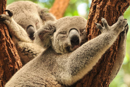 Koalas durmiendo